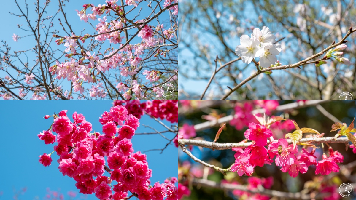 櫻花季必看！內湖樂活公園、淡水天元宮夜櫻迷人氛圍，還有４處必去賞櫻地點