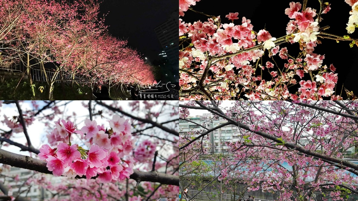 內湖樂活公園：浪漫夜櫻好迷人