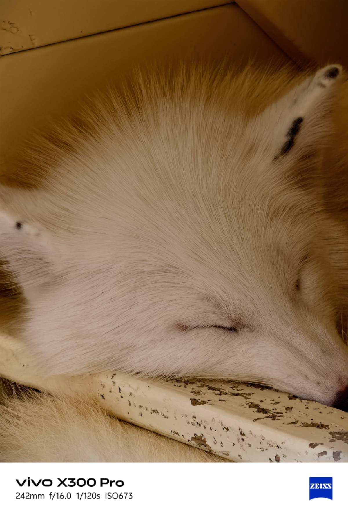 萌獸出沒注意!宜蘭外景邊走邊拍都能拍出高顏值美照,一秒變身神攝手關鍵就在它 萌獸出沒注意!宜蘭外景邊走邊拍都能拍出高顏值美照,一秒變身神攝手關鍵就在它