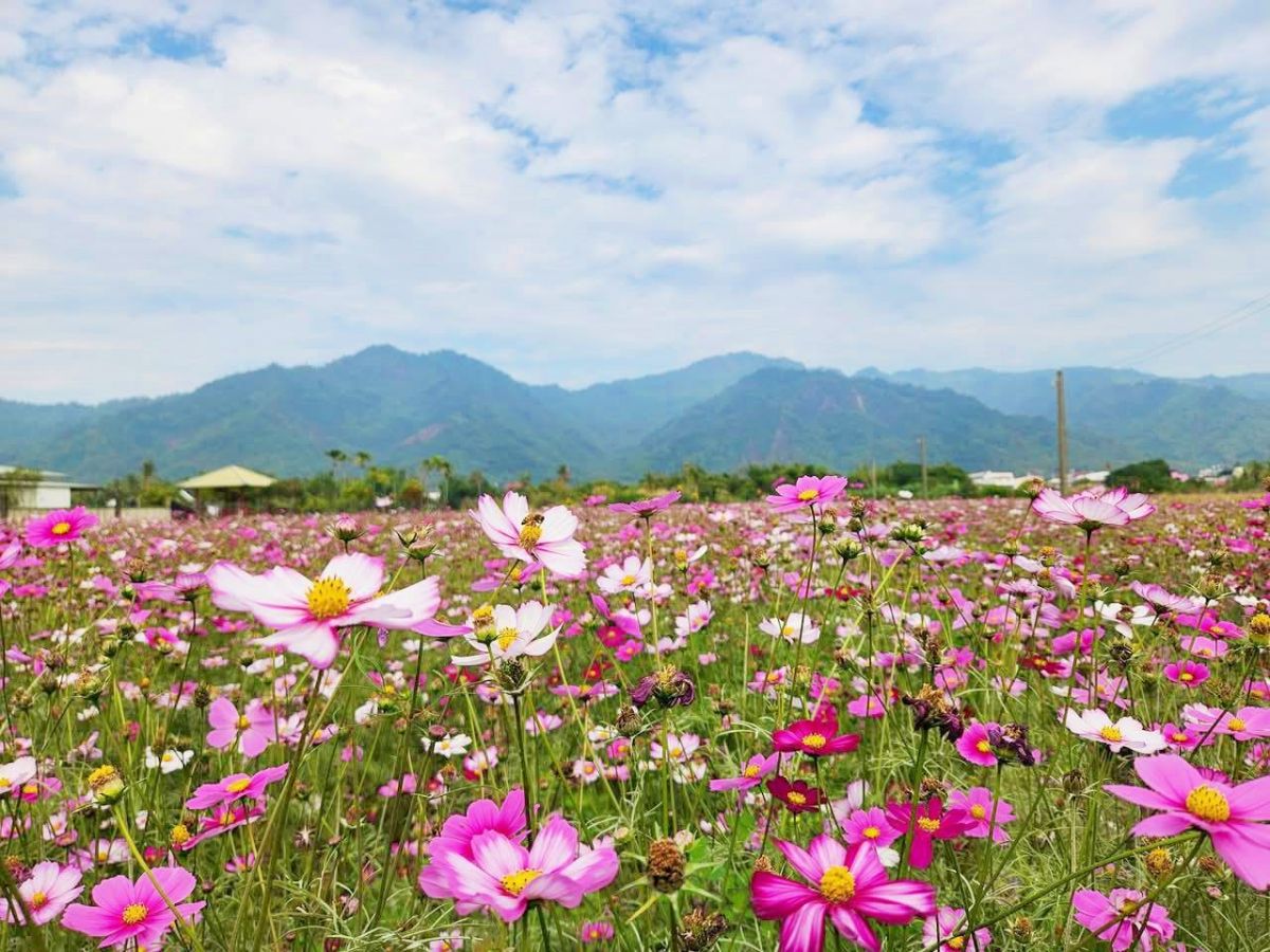 高雄走春開逛！「2026美濃花海節」花季倒數，必拍超萌小精靈、漸層花彩帶