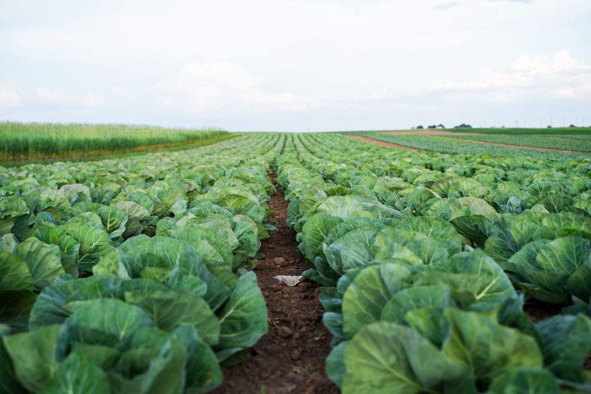 不只米其林，全台最強綠色餐廳在南投！百萬夜景牛肉麵、老宅甜點，星級名單全收錄