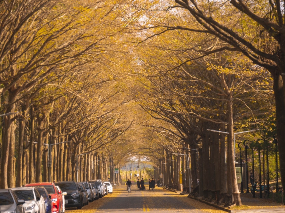 嘉義風鈴木景點：中正大學
