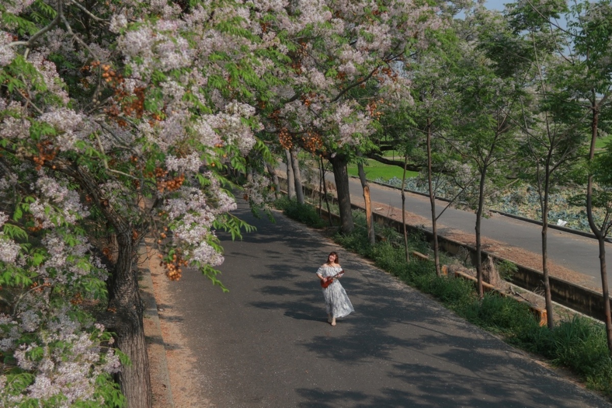 嘉義風鈴木：朴子溪畔