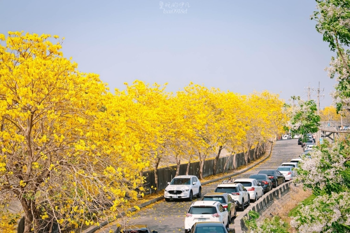 嘉義風鈴木景點；陳井寮堤防