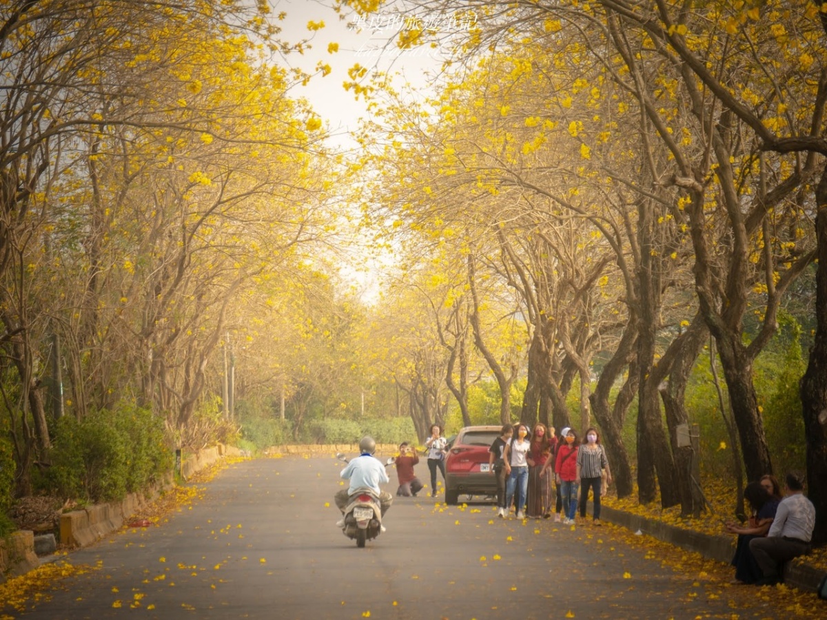 嘉義風鈴木：八掌溪堤防軍輝橋步道