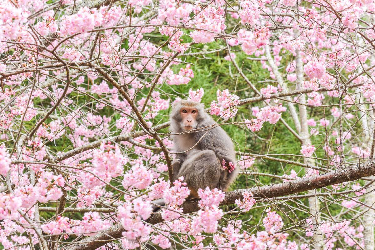 司馬庫斯、淡水天元宮都輸了！網友推薦賞櫻景點Top10，冠軍粉紅櫻花海美翻