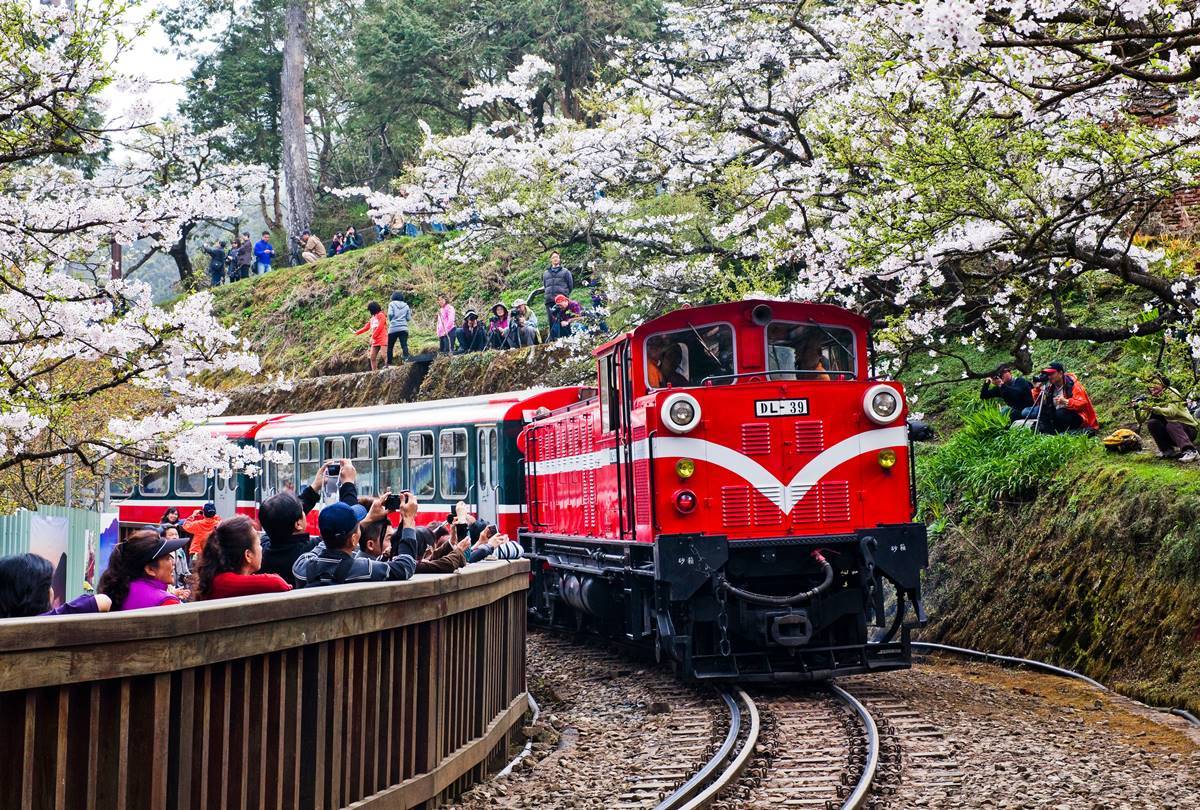 司馬庫斯、淡水天元宮都輸了！網友推薦賞櫻景點Top10，冠軍粉紅櫻花海美翻