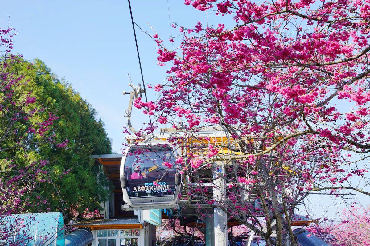 司馬庫斯、淡水天元宮都輸了！網友推薦賞櫻景點Top10，冠軍粉紅櫻花海美翻