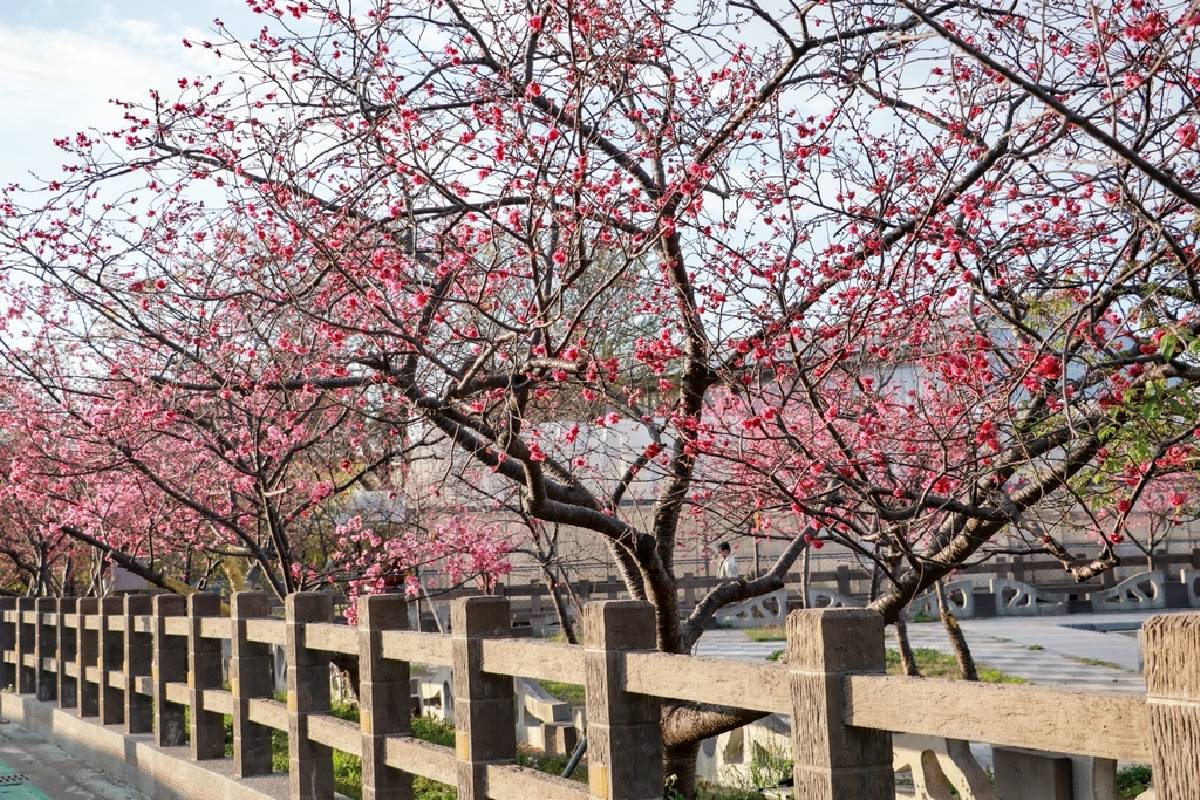 司馬庫斯、淡水天元宮都輸了！網友推薦賞櫻景點Top10，冠軍粉紅櫻花海美翻