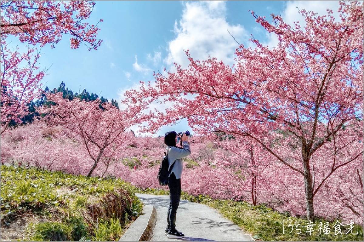 司馬庫斯、淡水天元宮都輸了！網友推薦賞櫻景點Top10，冠軍粉紅櫻花海美翻