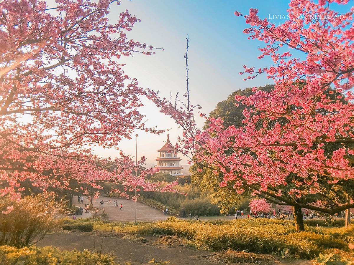 司馬庫斯、淡水天元宮都輸了！網友推薦賞櫻景點Top10，冠軍粉紅櫻花海美翻