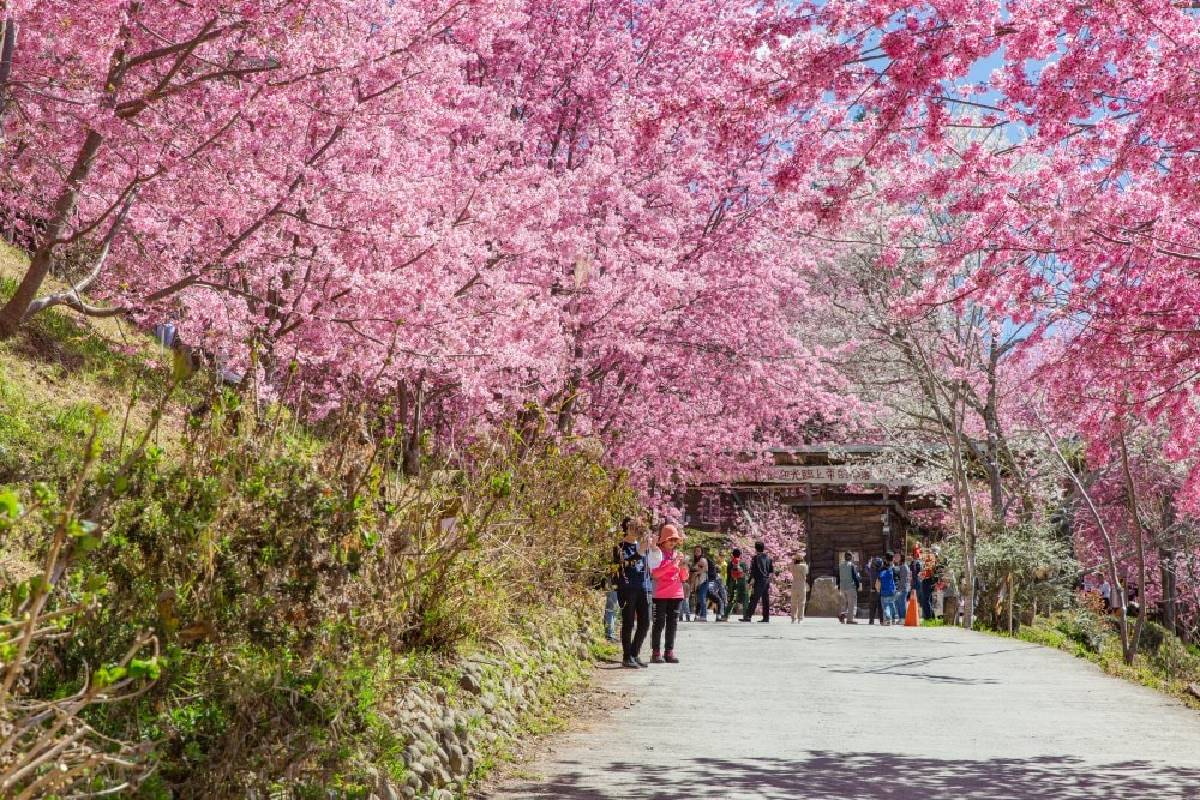 司馬庫斯、淡水天元宮都輸了！網友推薦賞櫻景點Top10，冠軍粉紅櫻花海美翻