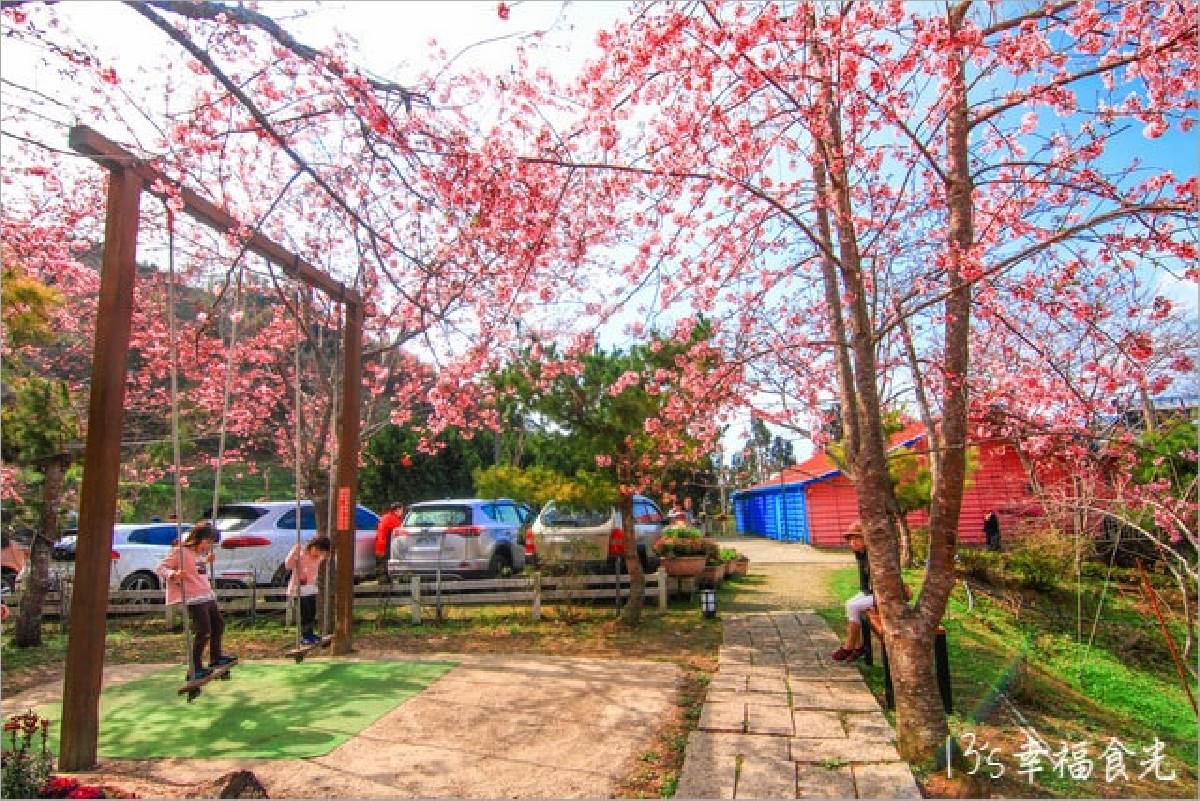 司馬庫斯、淡水天元宮都輸了！網友推薦賞櫻景點Top10，冠軍粉紅櫻花海美翻