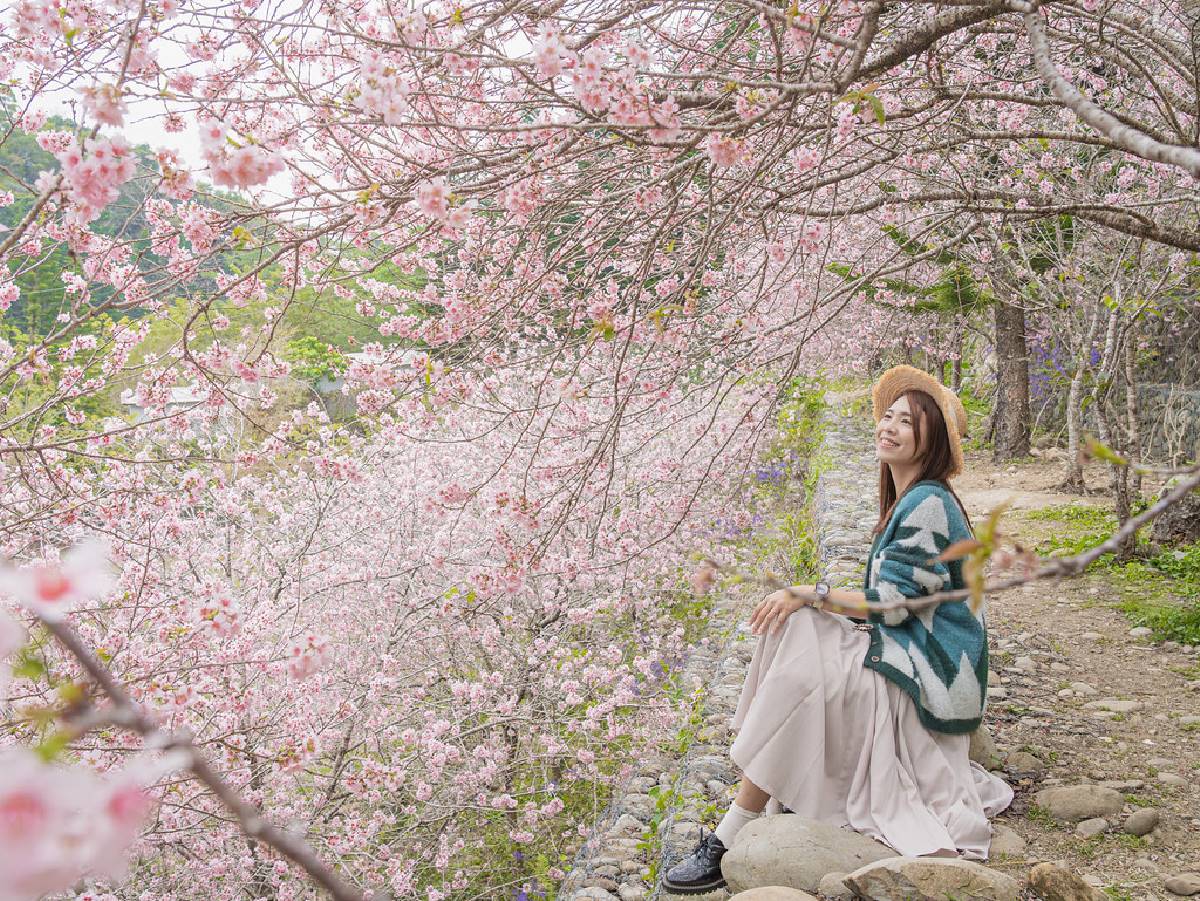 司馬庫斯、淡水天元宮都輸了！網友推薦賞櫻景點Top10，冠軍粉紅櫻花海美翻