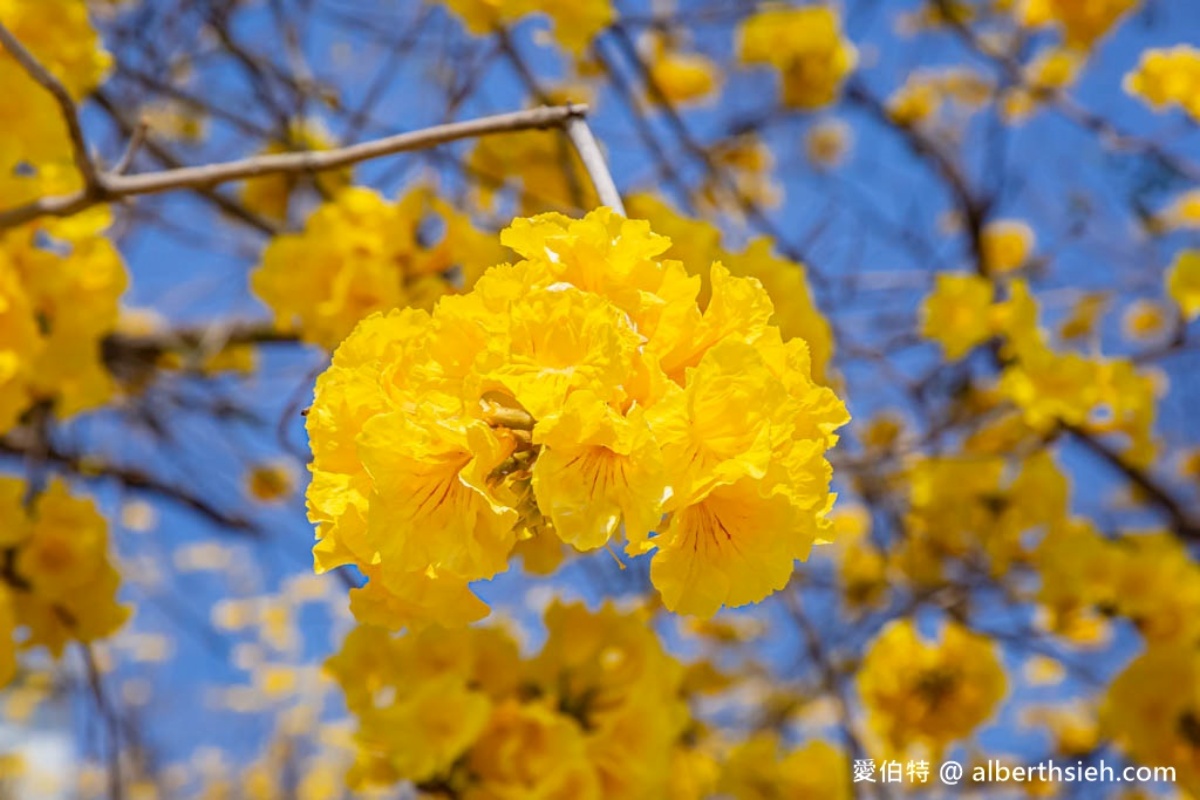 黃花風鈴木花語