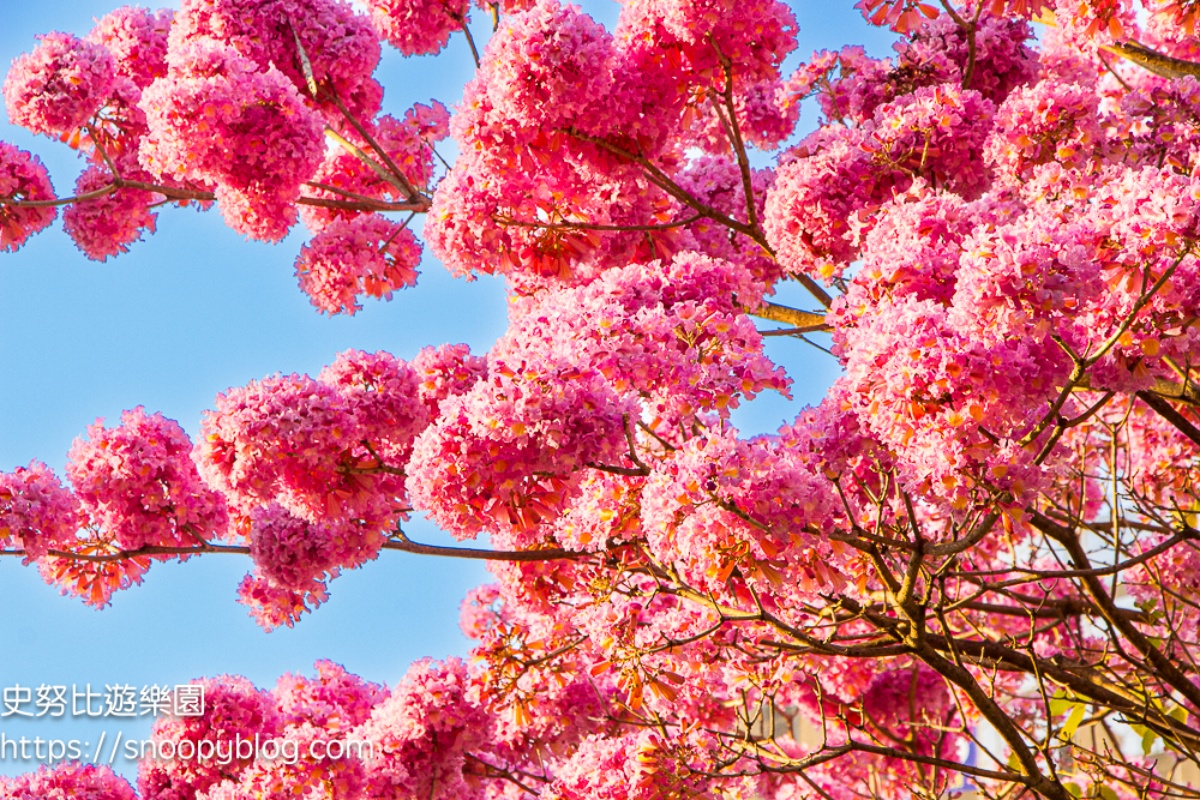 紅花風鈴木／洋紅風鈴木花語