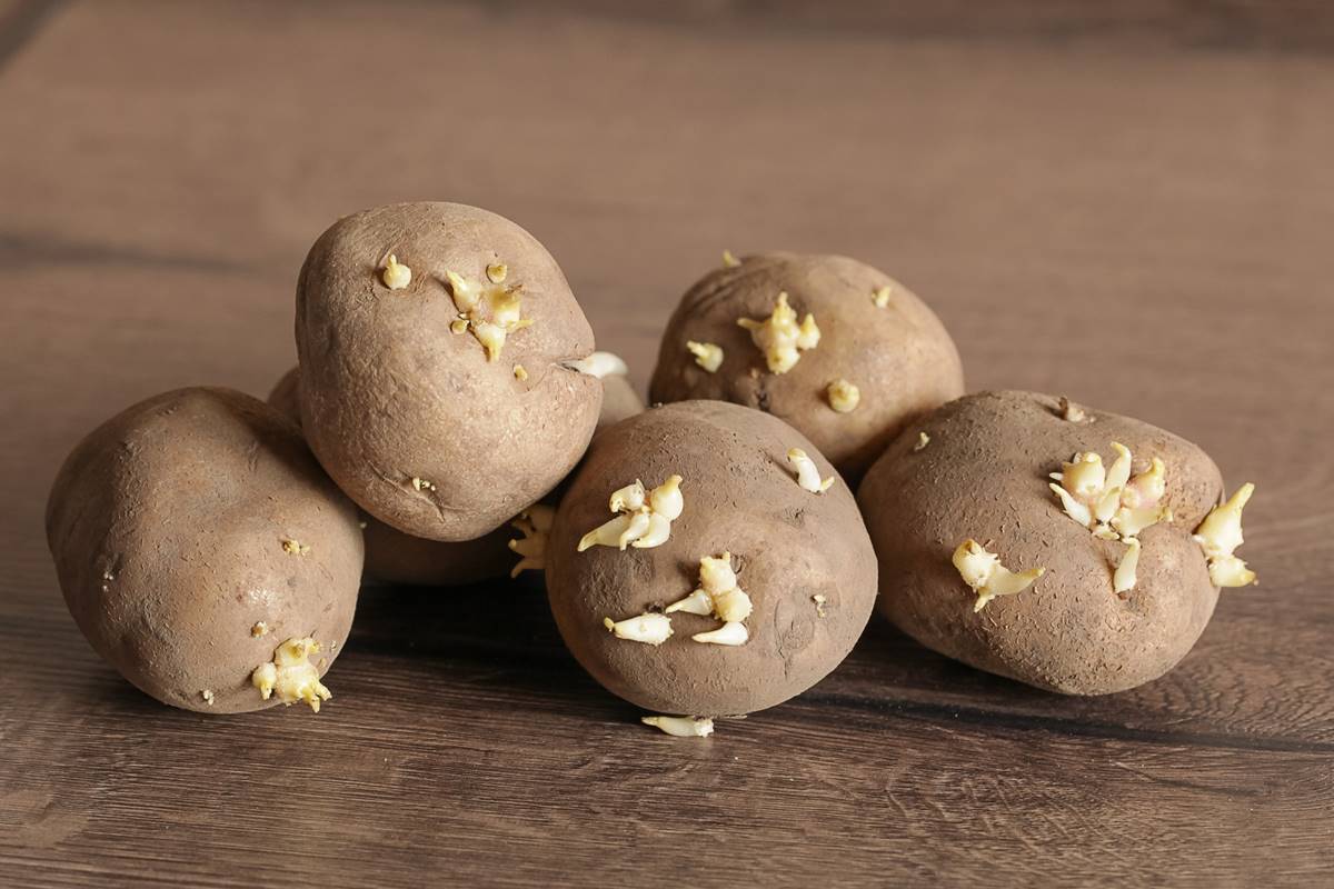馬鈴薯發芽一點點能吃嗎？專家給答案「教１招保存３個月」，加碼快速去皮法