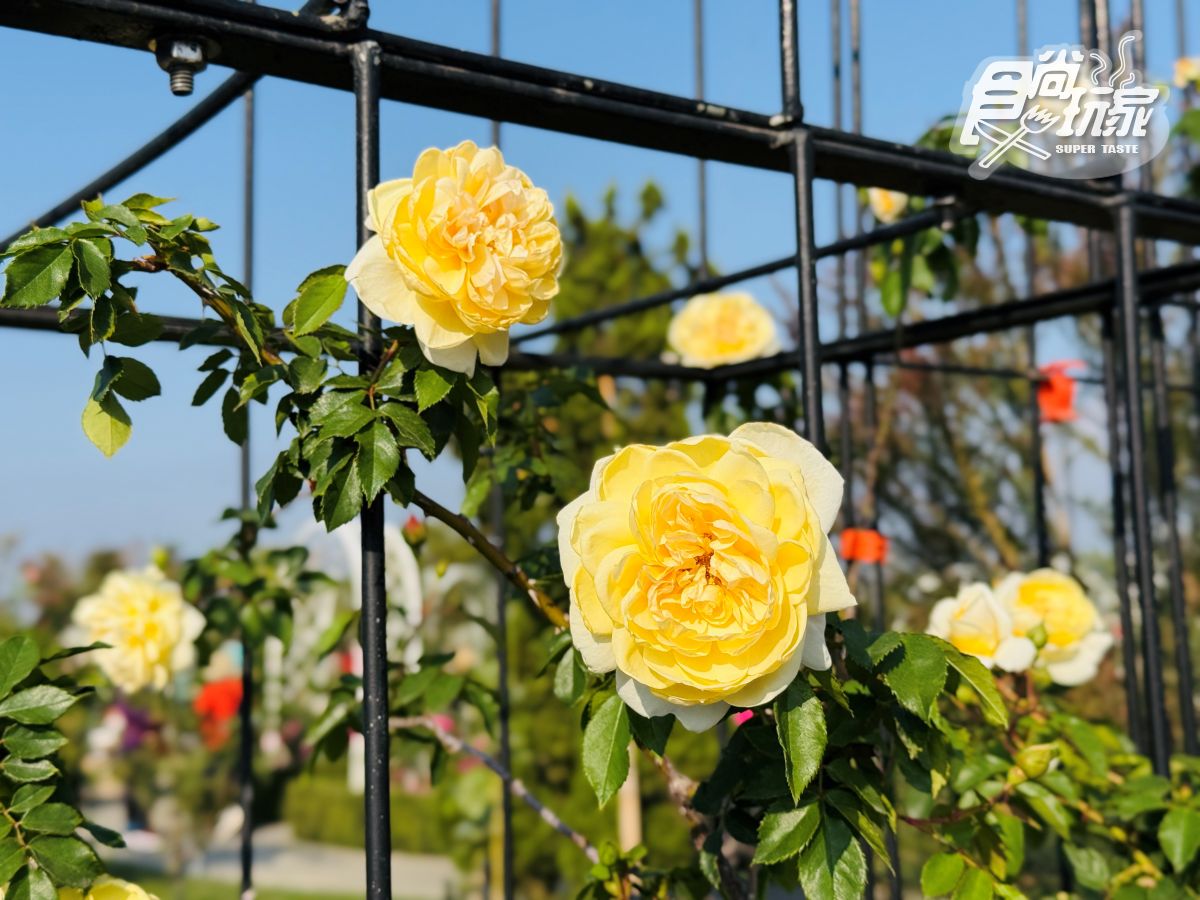 全台最大「玫瑰花園」免費拍！超過20種玫瑰接力綻放，１招免費換哈根達斯