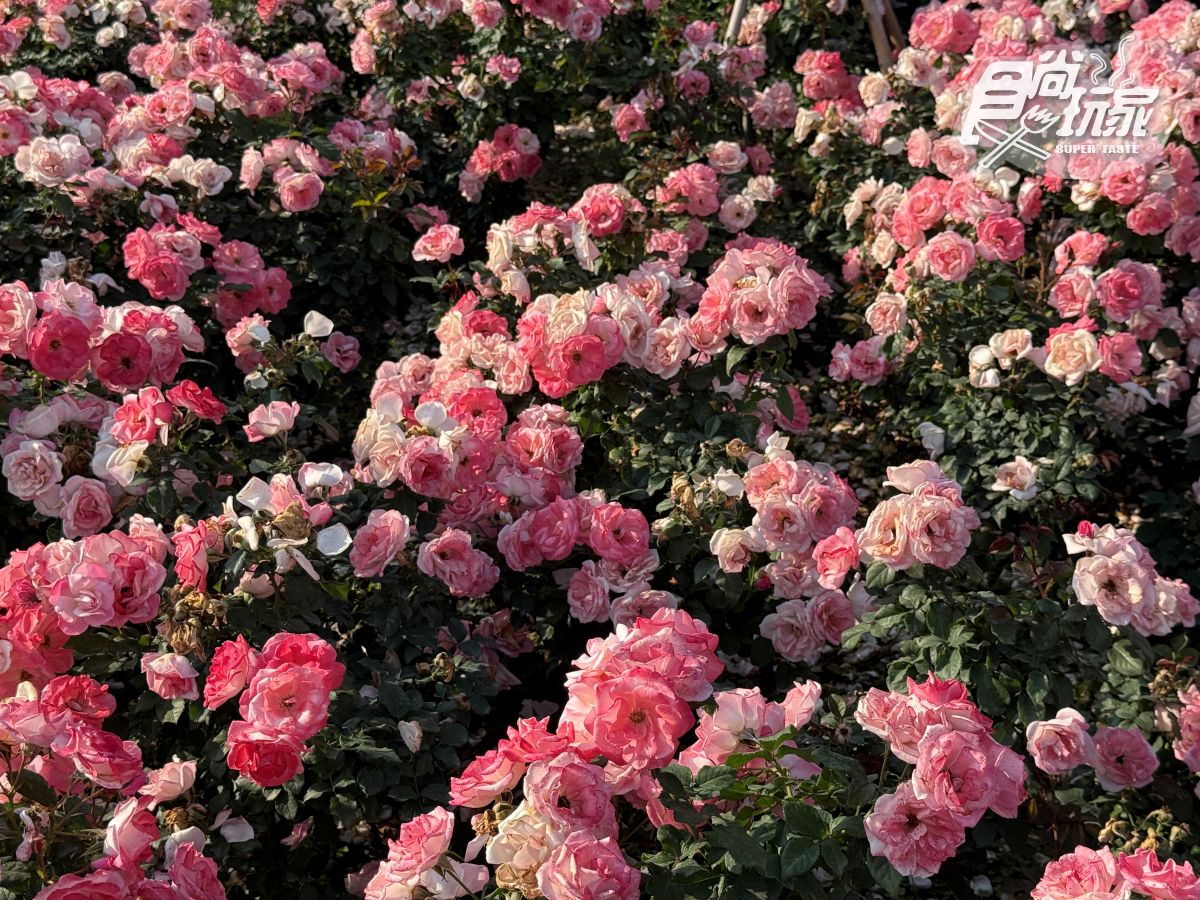 全台最大「玫瑰花園」免費拍！超過20種玫瑰接力綻放，１招免費換哈根達斯
