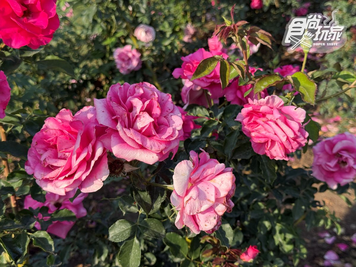 全台最大「玫瑰花園」免費拍！超過20種玫瑰接力綻放，１招免費換哈根達斯