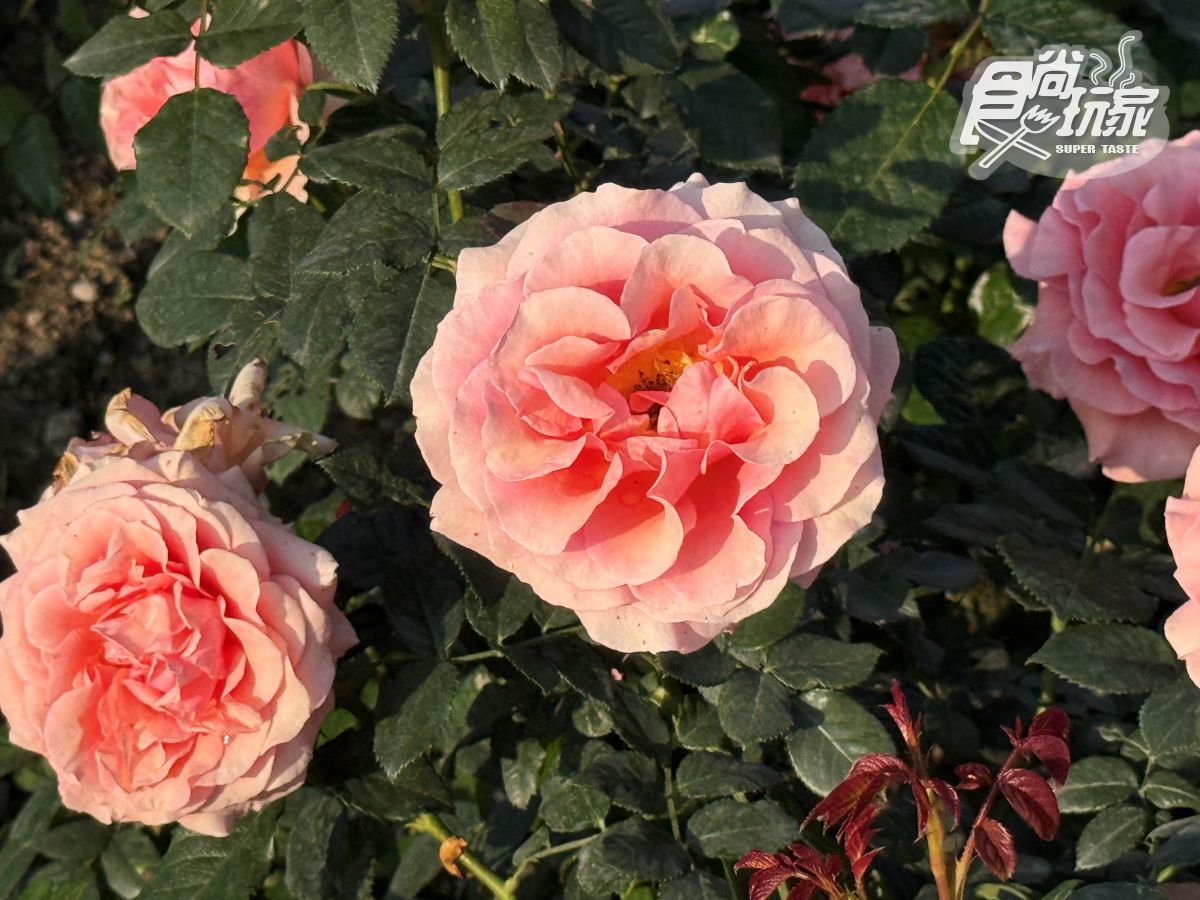 全台最大「玫瑰花園」免費拍！超過20種玫瑰接力綻放，１招免費換哈根達斯