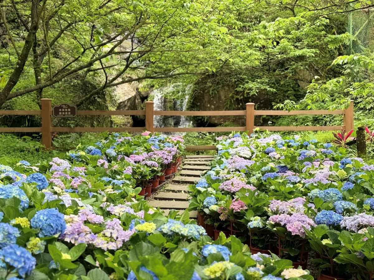 全台最大「夢幻紫藤花園」在新北!3月這天開放入園,加碼看櫻花+繡球祕境 全台最大「夢幻紫藤花園」在新北!3月這天開放入園,加碼看櫻花+繡球祕境