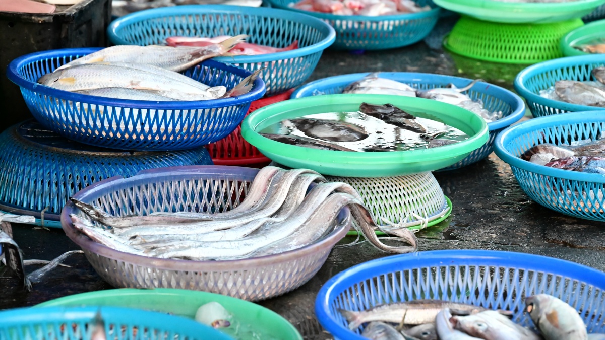 吃錯魚種小心變笨！專家曝挑魚原則「４種魚超毒要少吃」，鮪魚也上榜