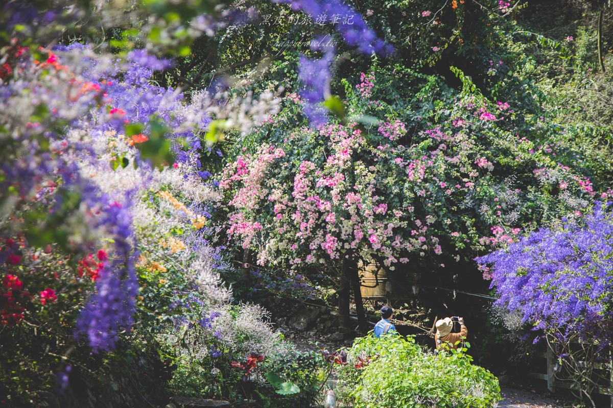 全台唯一「錫葉藤花海」免費拍！漫步百米夢幻紫色隧道，最佳賞花期倒數快衝