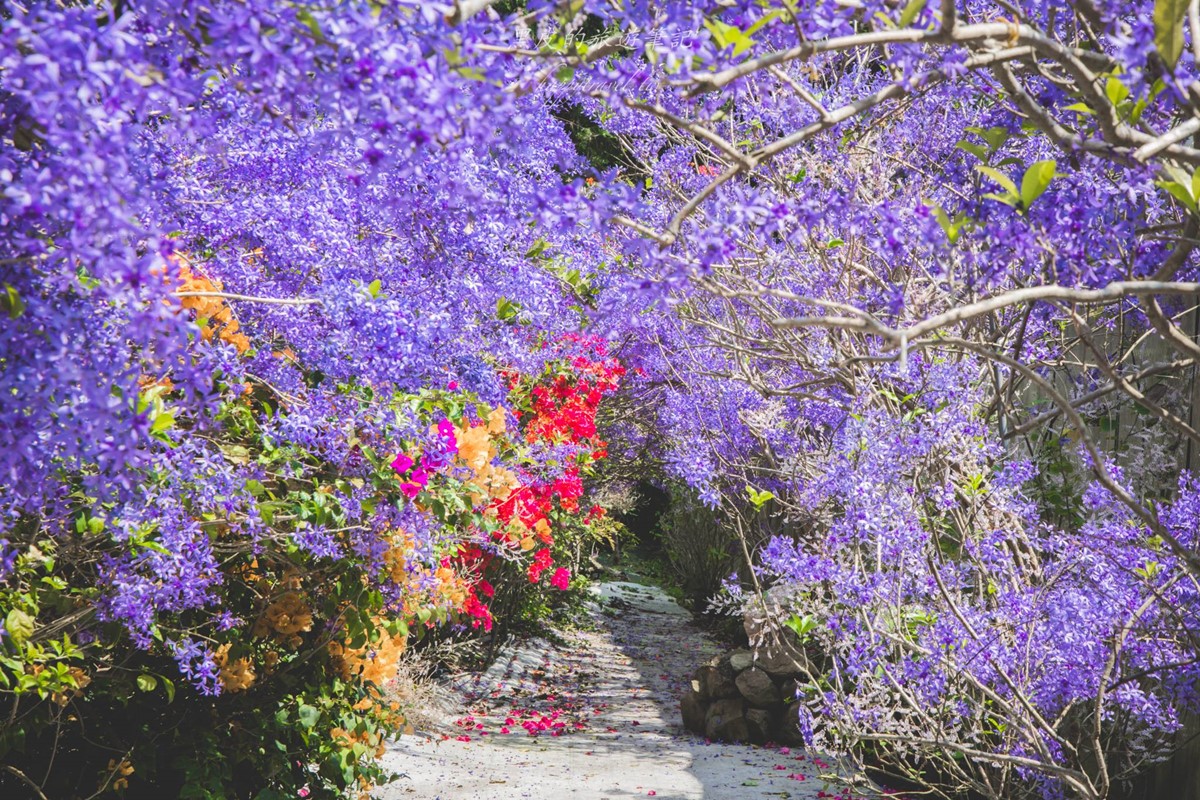 全台唯一「錫葉藤花海」免費拍！漫步百米夢幻紫色隧道，最佳賞花期倒數快衝