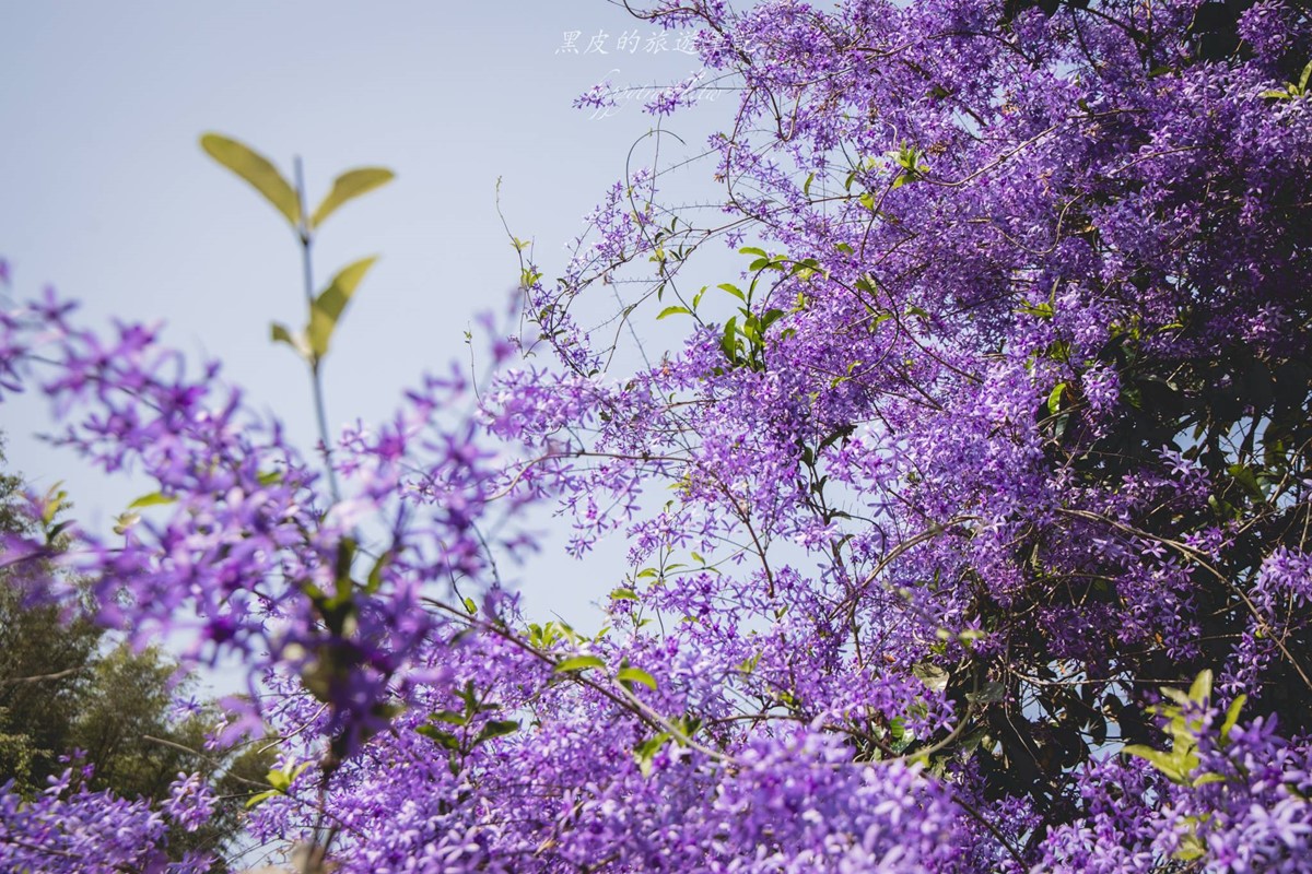 全台唯一「錫葉藤花海」免費拍！漫步百米夢幻紫色隧道，最佳賞花期倒數快衝