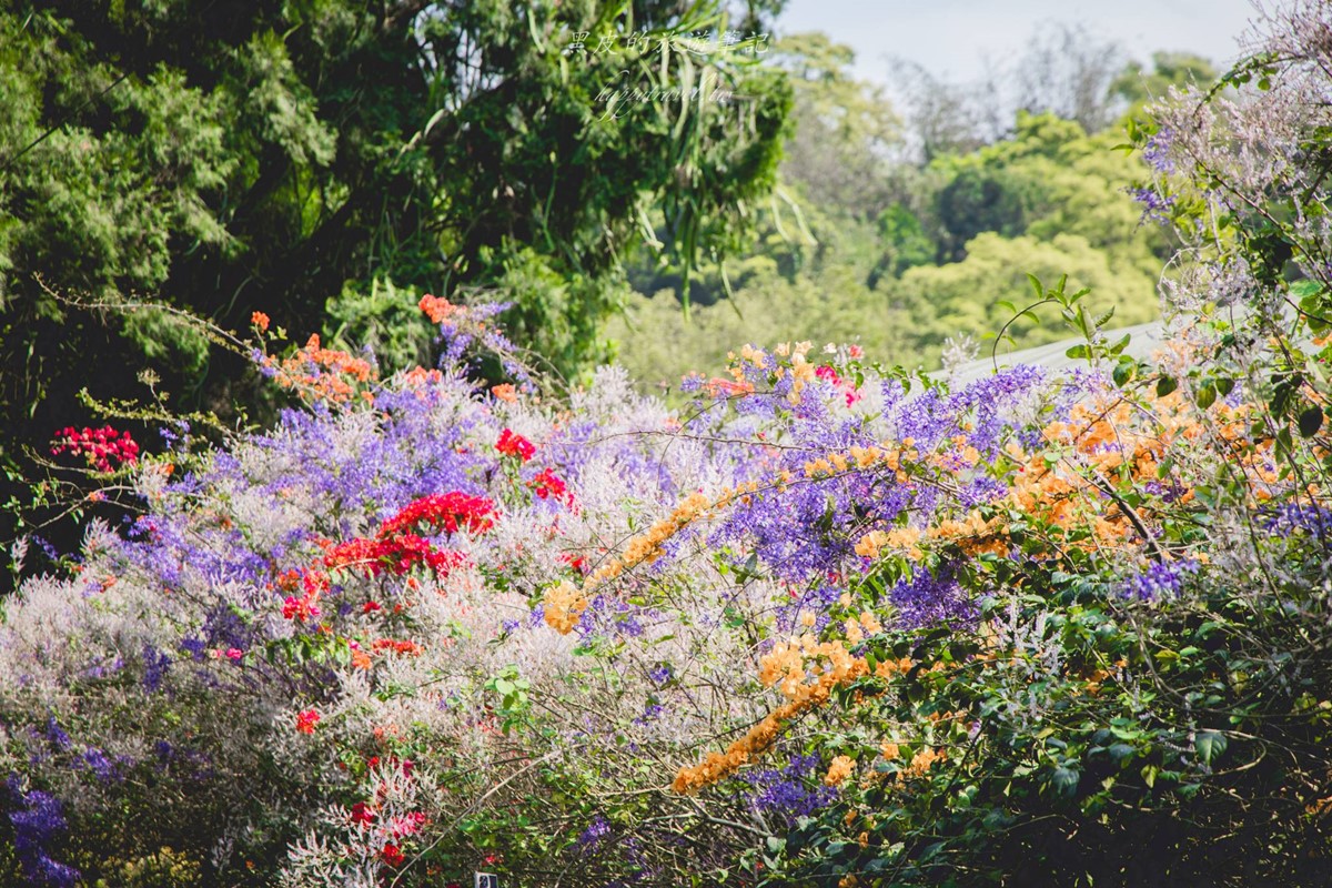 全台唯一「錫葉藤花海」免費拍！漫步百米夢幻紫色隧道，最佳賞花期倒數快衝