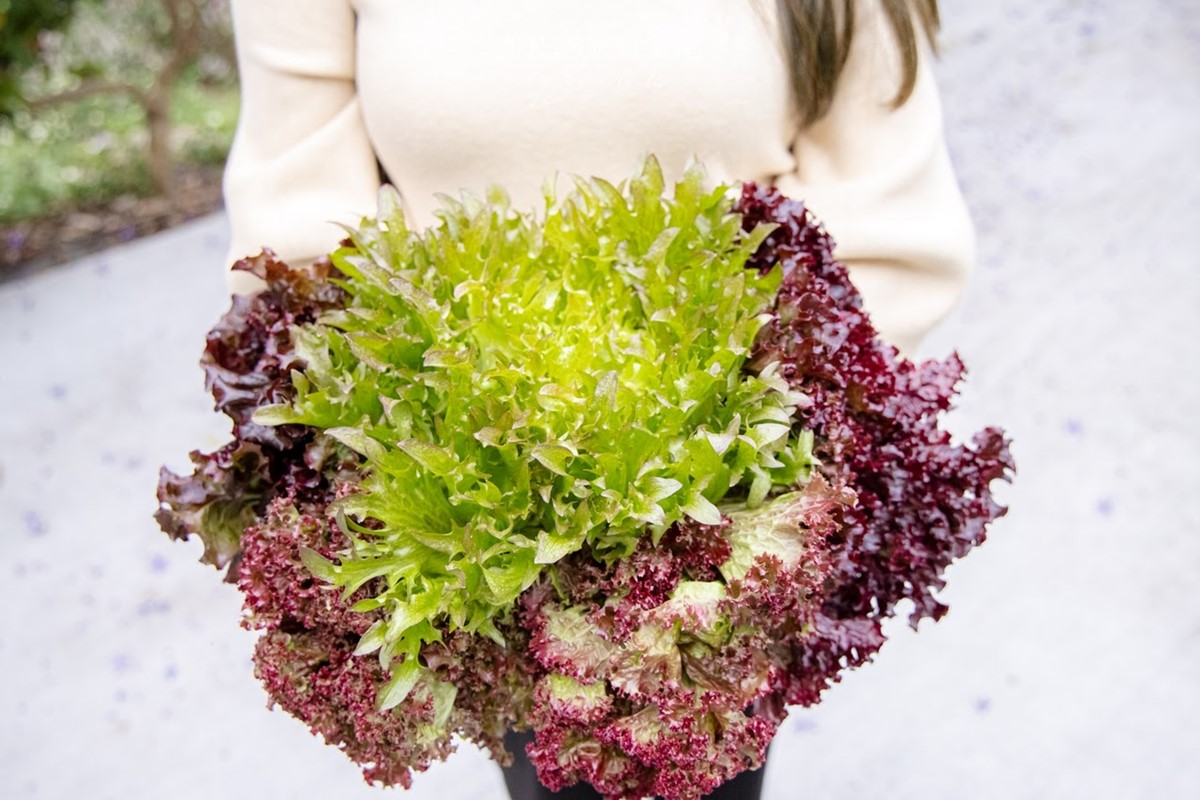 全台唯一「錫葉藤花海」免費拍！漫步百米夢幻紫色隧道，最佳賞花期倒數快衝