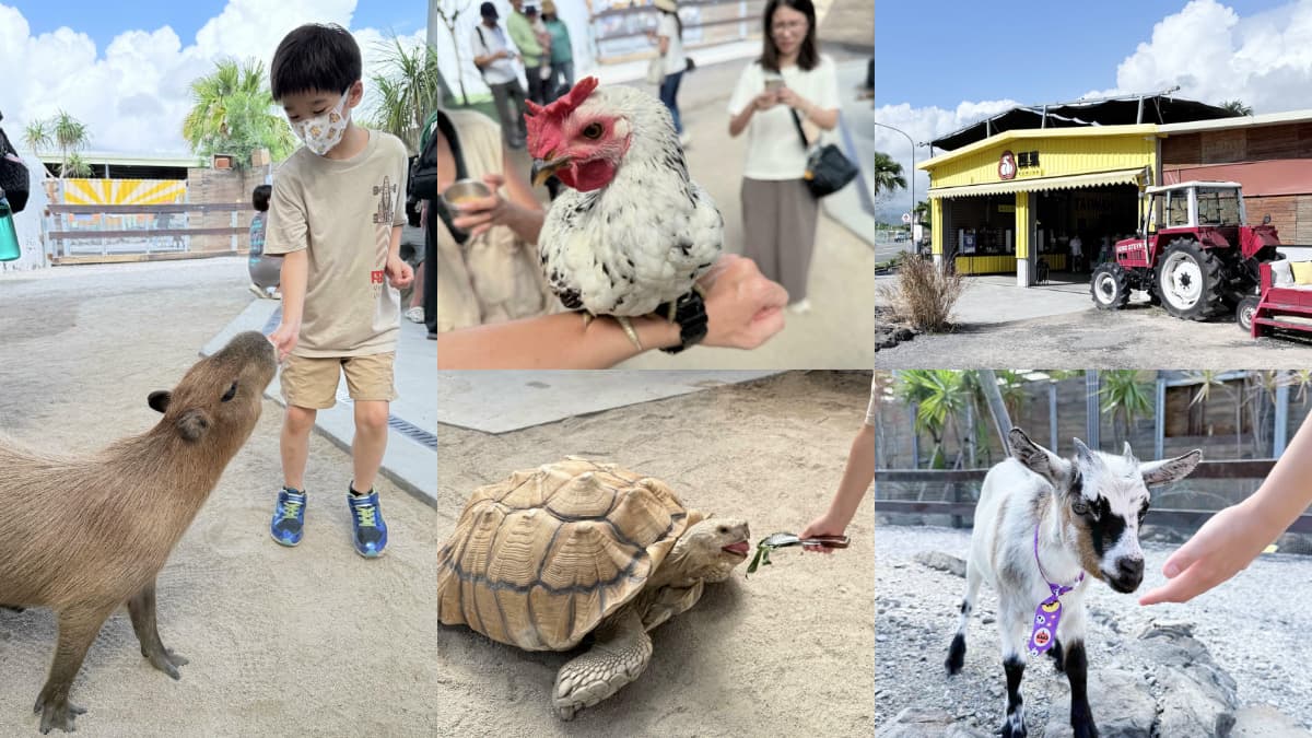 打卡宜蘭荒野風動物農場！近距離餵食呆萌水豚、抱抱小羊，還有溜滑梯球池