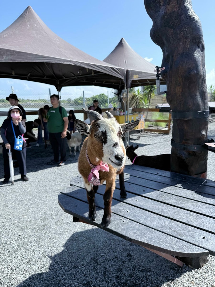 打卡宜蘭荒野風動物農場！近距離餵食呆萌水豚、抱抱小羊，還有溜滑梯球池