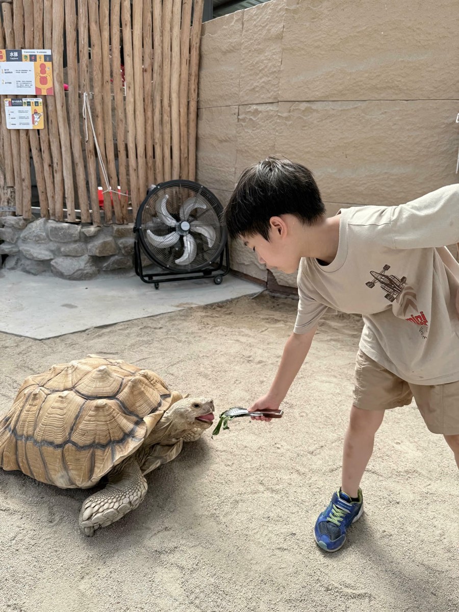 打卡宜蘭荒野風動物農場！近距離餵食呆萌水豚、抱抱小羊，還有溜滑梯球池
