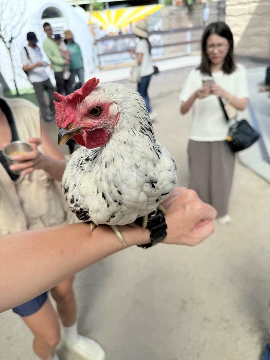 打卡宜蘭荒野風動物農場！近距離餵食呆萌水豚、抱抱小羊，還有溜滑梯球池