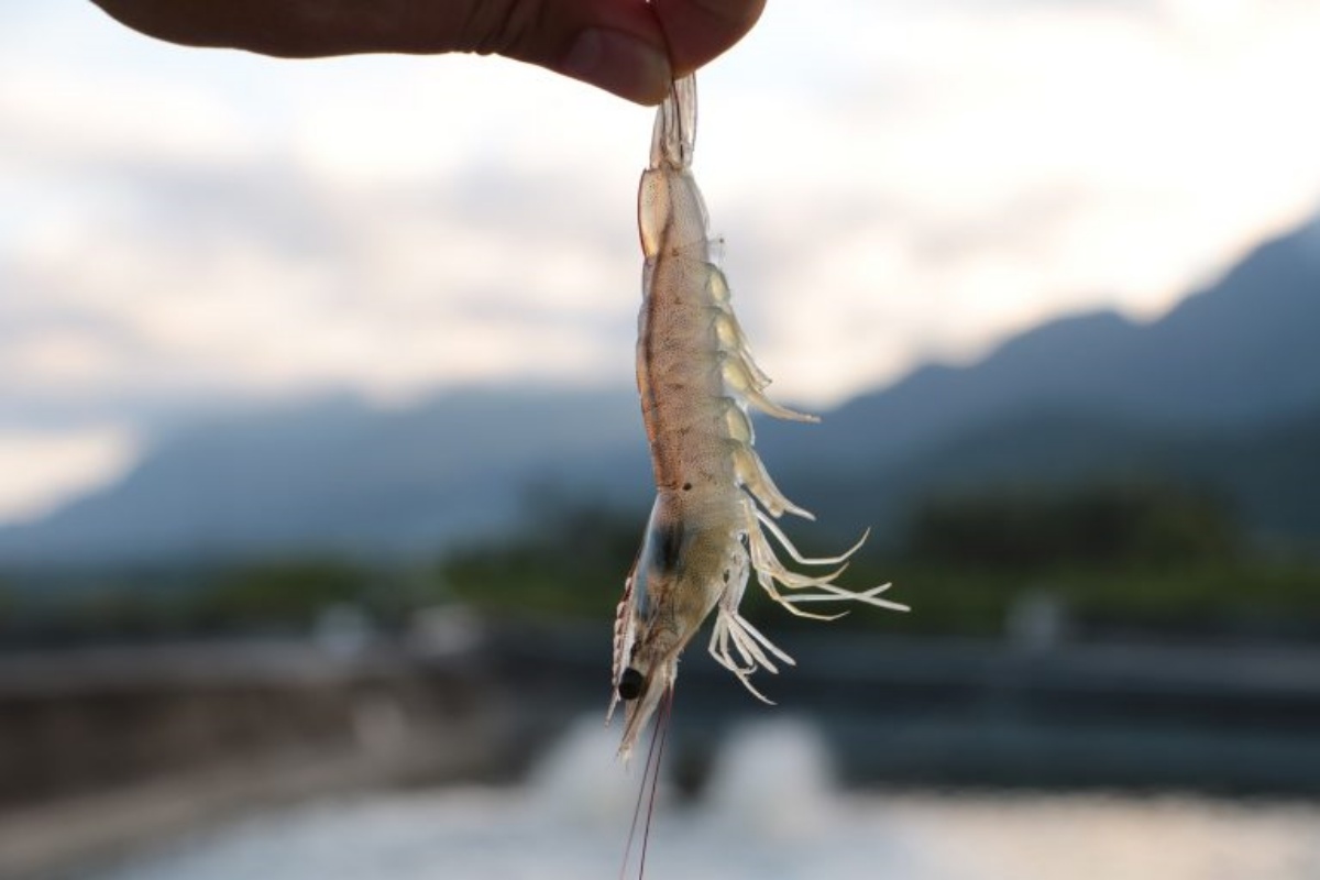 怎麼拍都像雜誌封面！台東風格民宿必住９間：唯美純白系、稻浪第一排、海景看星星