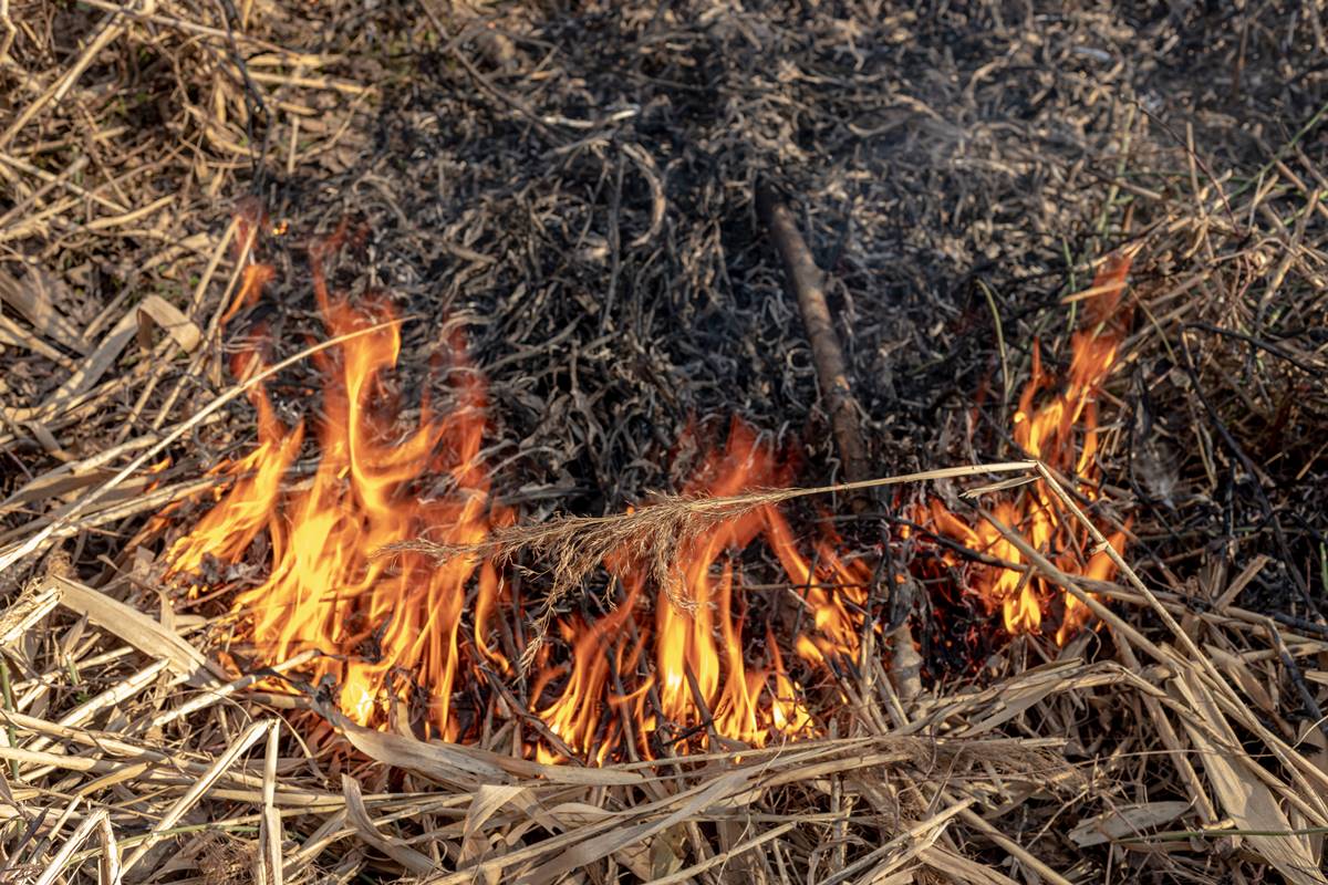 清明掃墓注意！「做１事」已違規最高罰10萬元，墓地雜草火災破千件