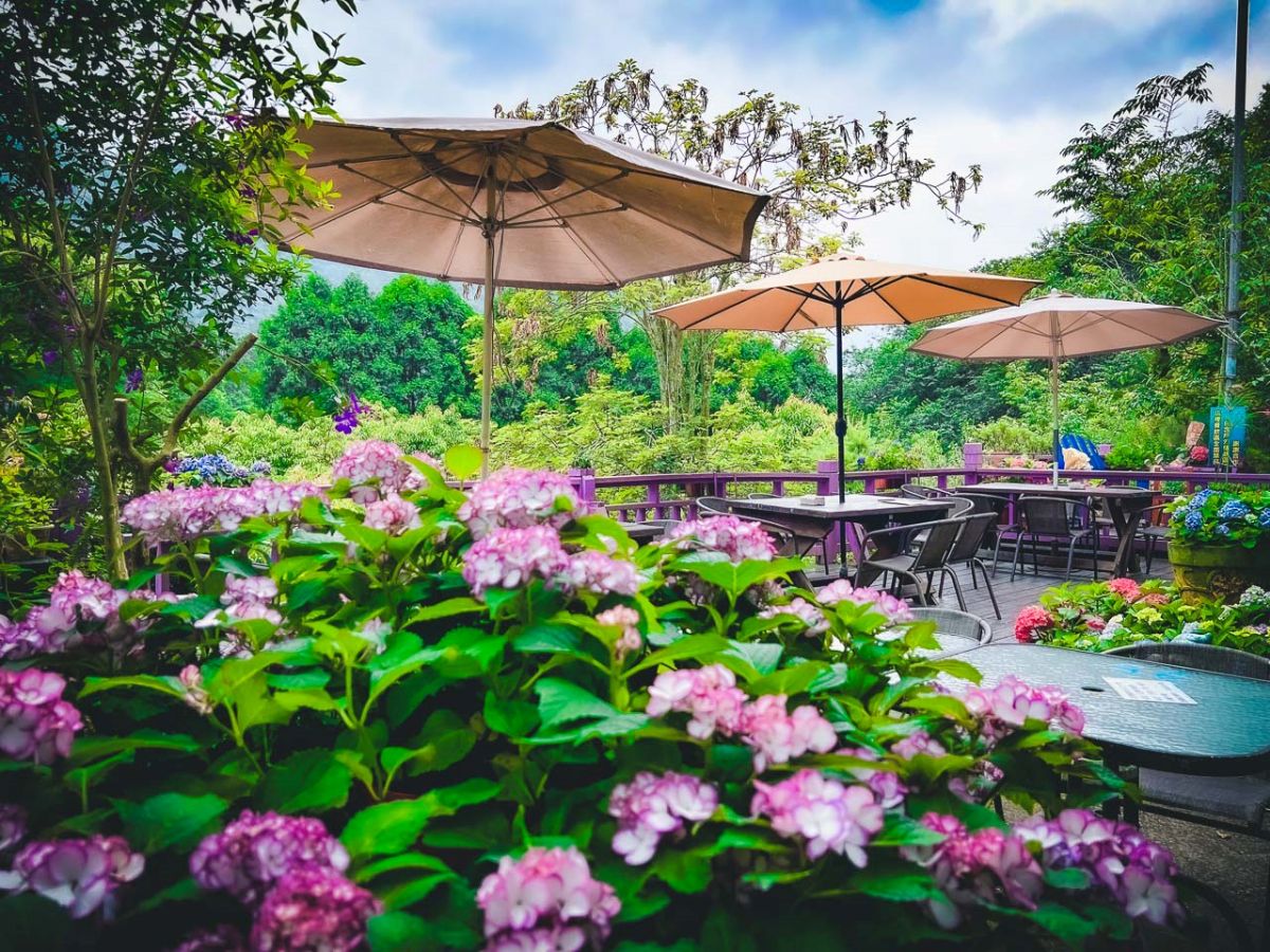 中部最美繡球花海來了！必拍荷蘭風車花園、繡球花火車，２萬朵花齊放超夢幻