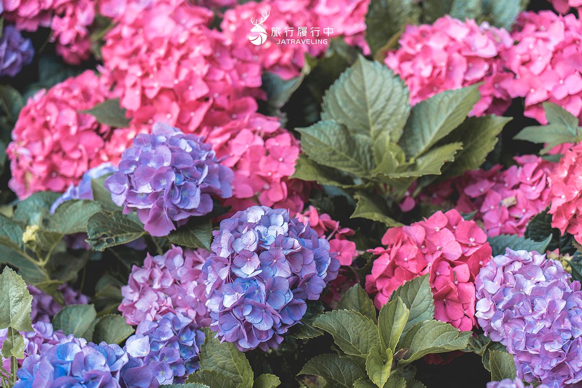 中部最美繡球花海來了！必拍荷蘭風車花園、繡球花火車，２萬朵花齊放超夢幻