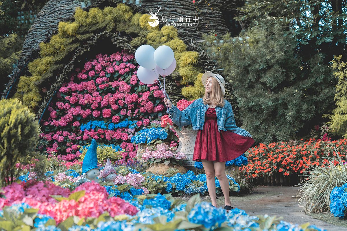中部最美繡球花海來了！必拍荷蘭風車花園、繡球花火車，２萬朵花齊放超夢幻