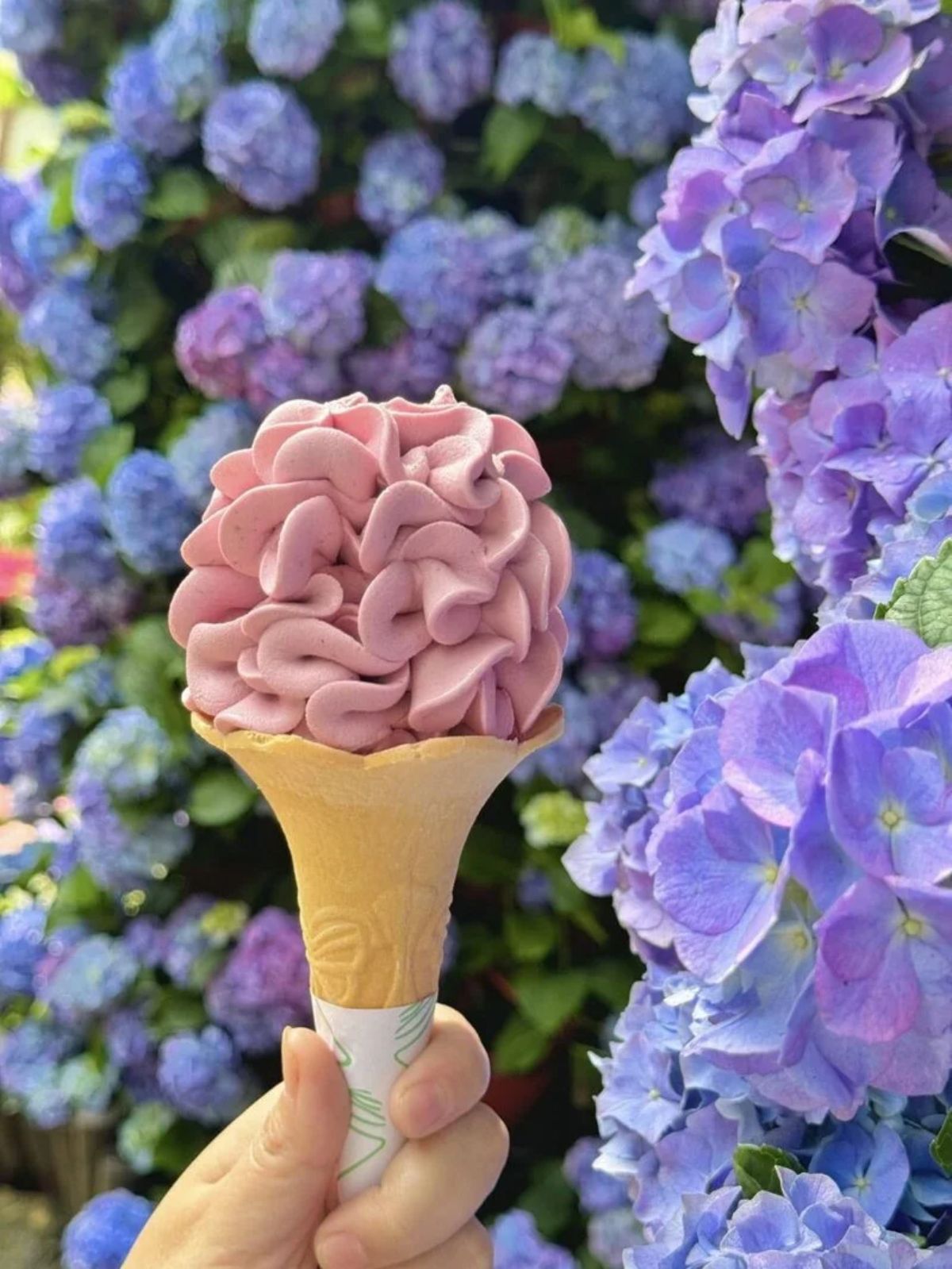 中部最美繡球花海來了！必拍荷蘭風車花園、繡球花火車，２萬朵花齊放超夢幻