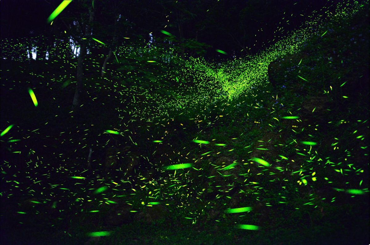 免費入園現省250元！台中最好玩森林遊樂區「東勢林場」，看螢火蟲走天空步道