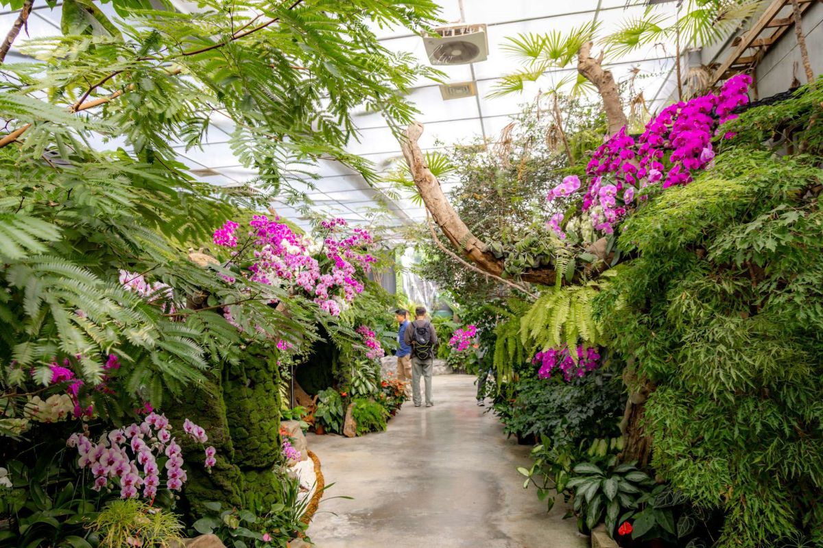 中部最美繡球花海來了！必拍荷蘭風車花園、繡球花火車，２萬朵花齊放超夢幻