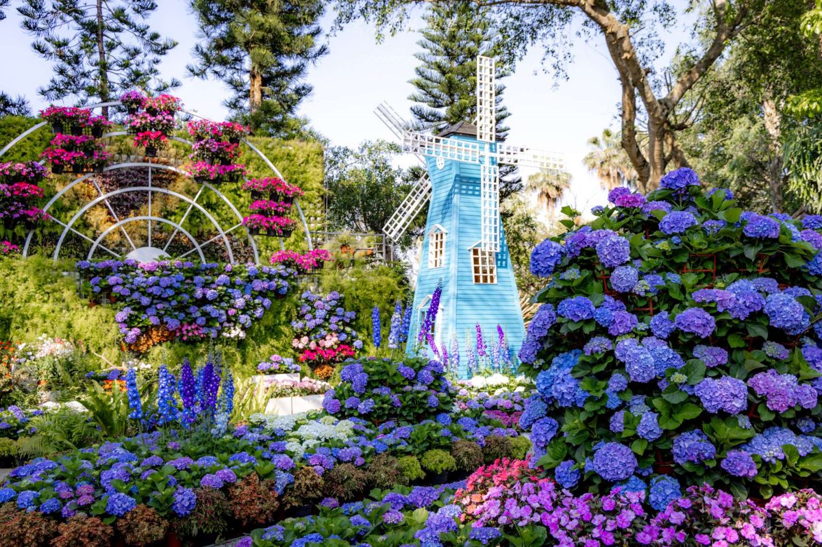 中部最美繡球花海來了！必拍荷蘭風車花園、繡球花火車，２萬朵花齊放超夢幻