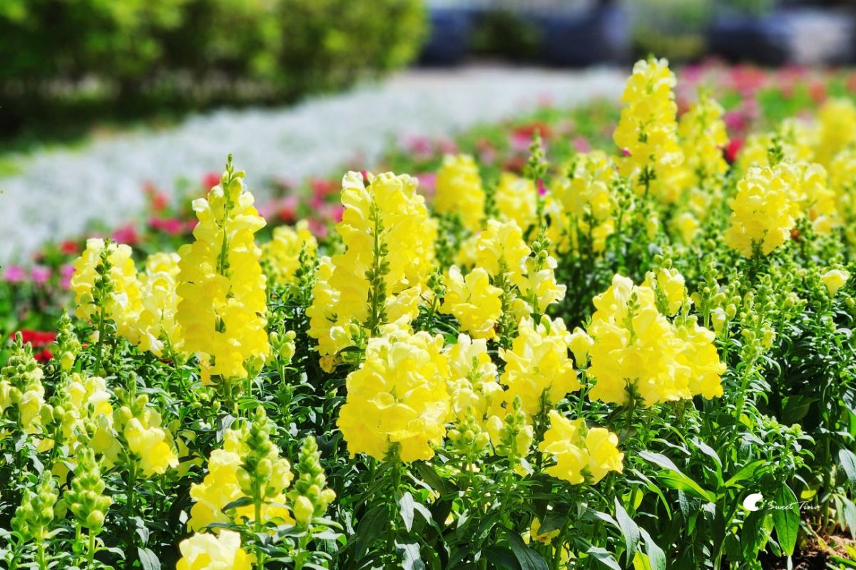 台北免門票繡球花海美翻！搭捷運、公車免上山輕鬆逛，21萬株杜鵑同步綻放