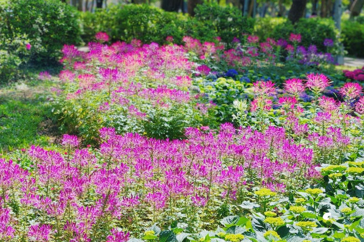 台北免門票繡球花海美翻！搭捷運、公車免上山輕鬆逛，21萬株杜鵑同步綻放