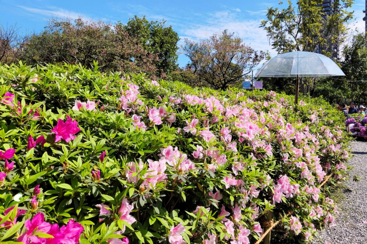 台北免門票繡球花海美翻！搭捷運、公車免上山輕鬆逛，21萬株杜鵑同步綻放