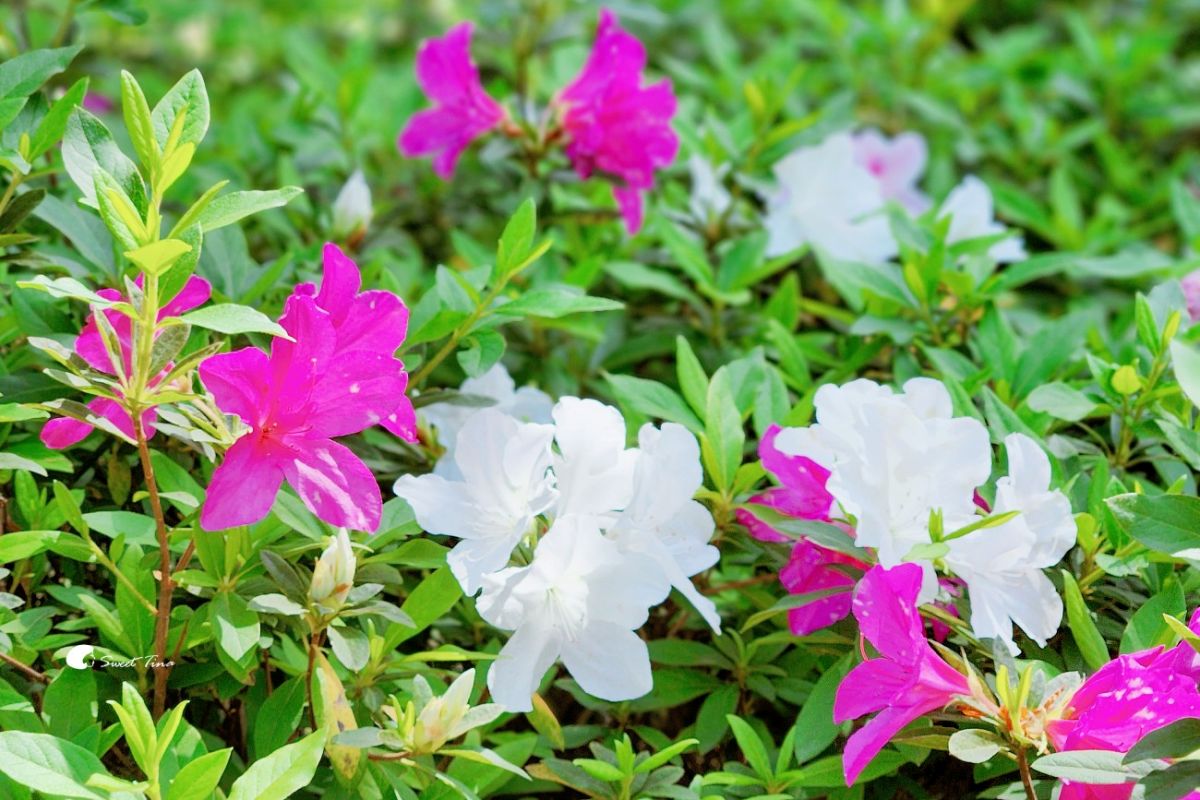 台北免門票繡球花海美翻！搭捷運、公車免上山輕鬆逛，21萬株杜鵑同步綻放