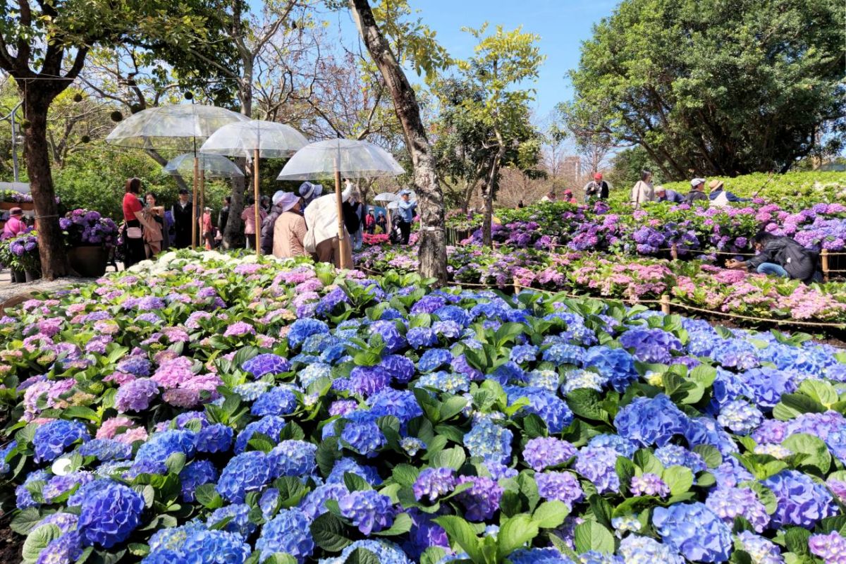 台北免門票繡球花海美翻！搭捷運、公車免上山輕鬆逛，21萬株杜鵑同步綻放